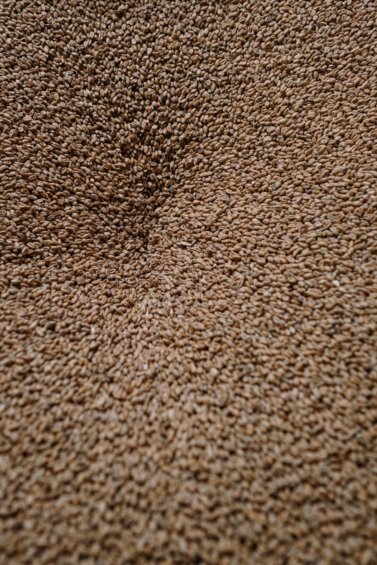 teff Berlin