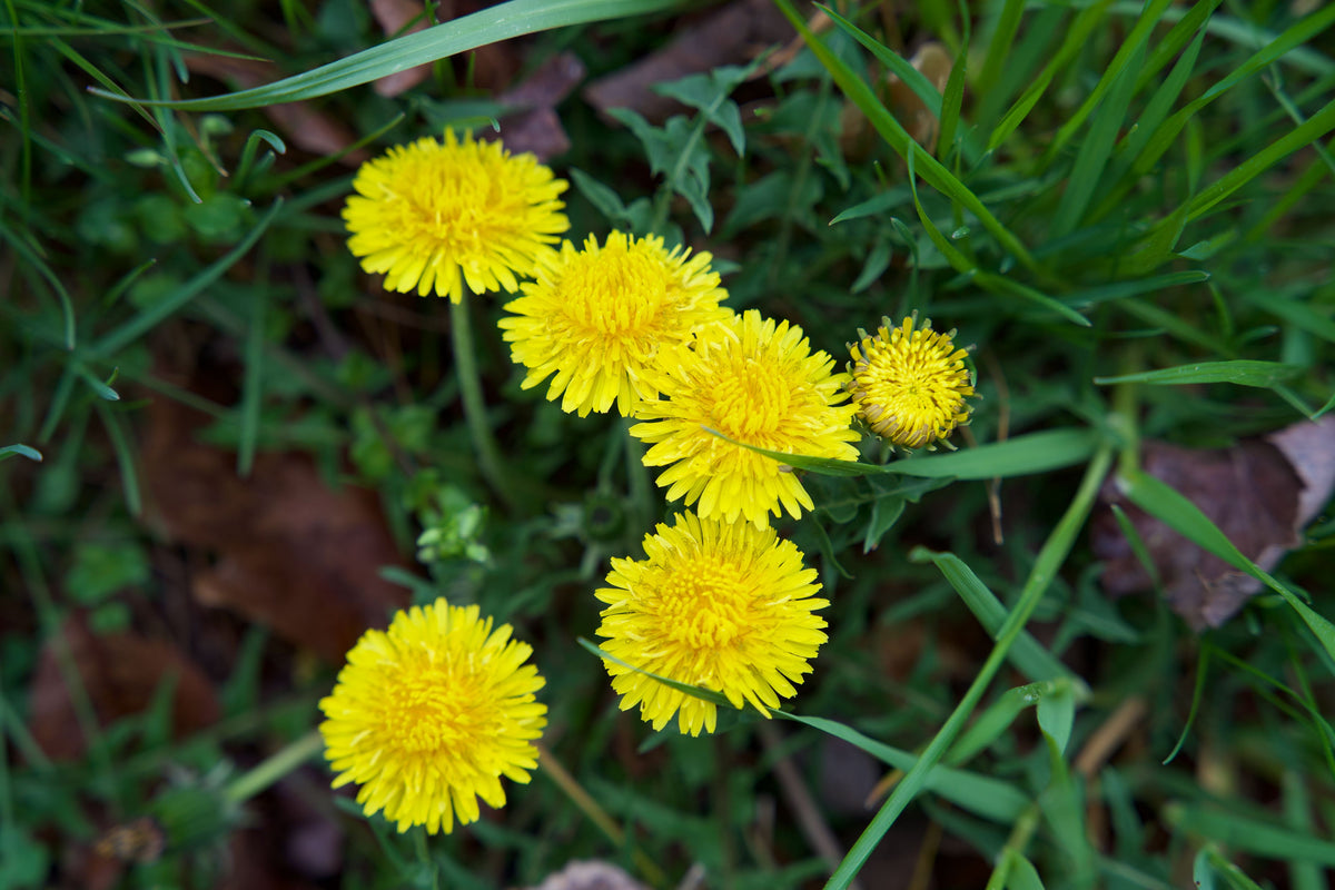 Paardenbloem eten: 3 verrassende recepten met bloemen en bladeren