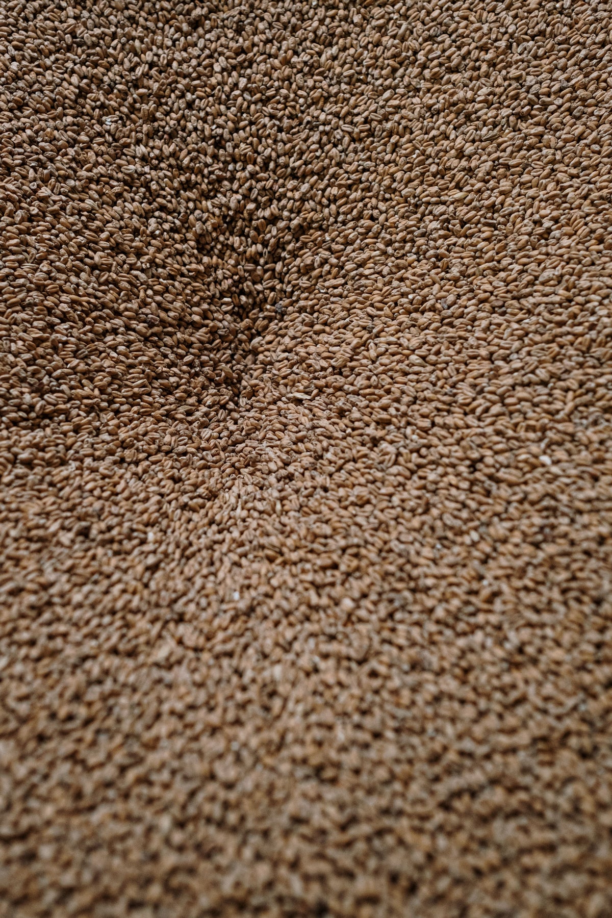 Teff