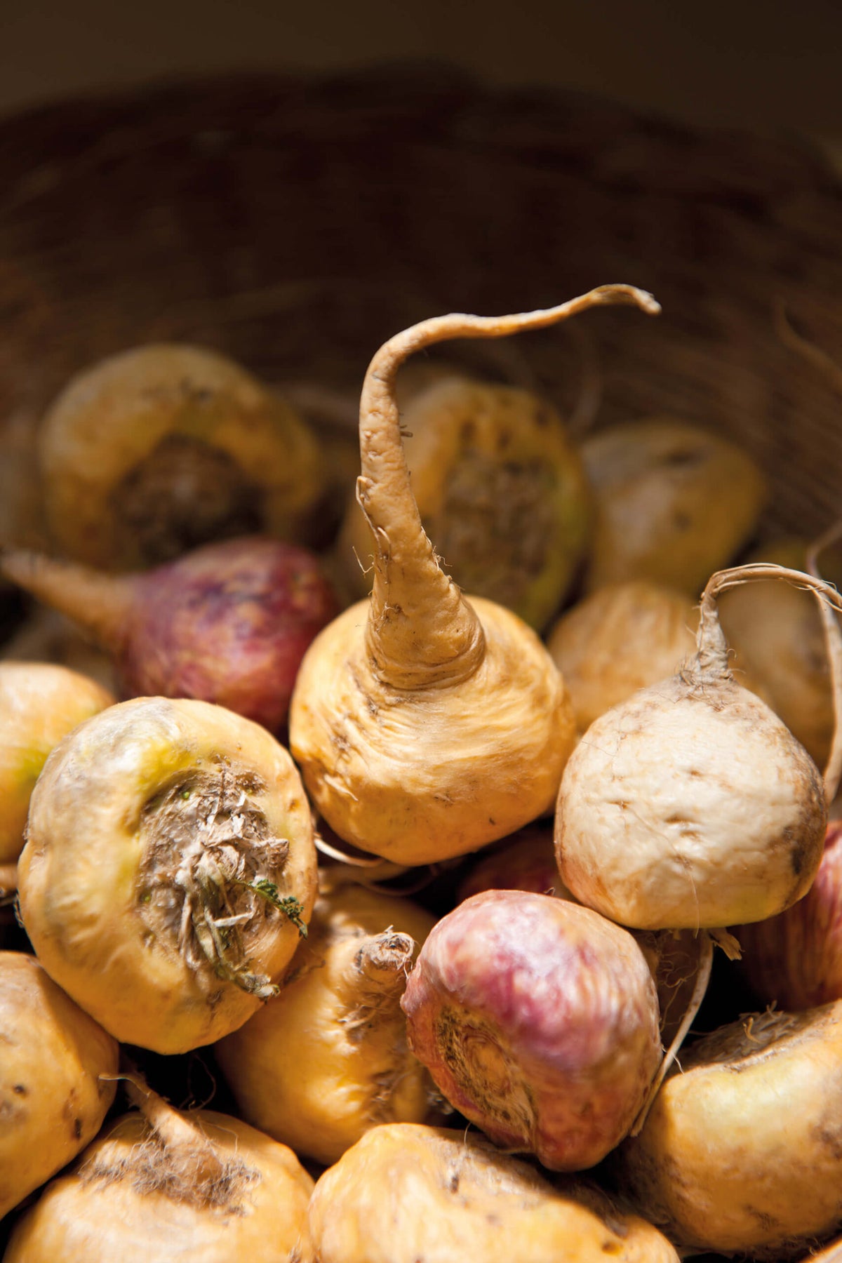Maca